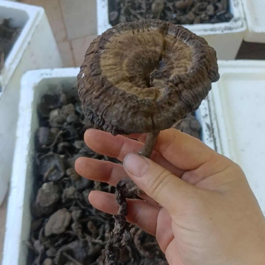 博罗县广东本地香血灵芝批发
