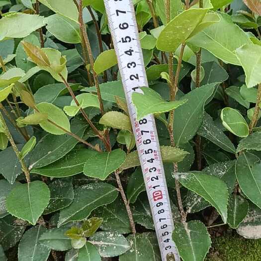 灵山县高量高油，优质油茶苗