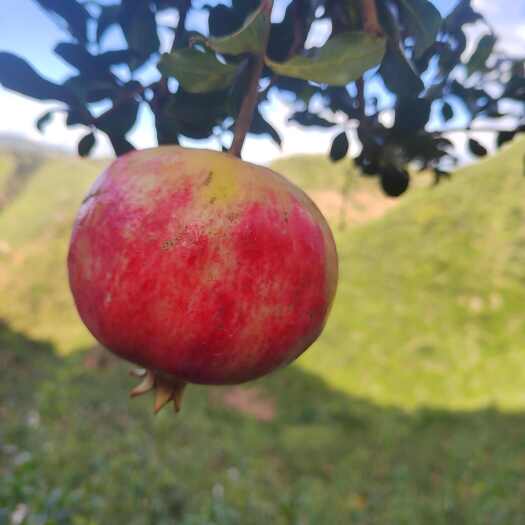 会理市四川，凉山会理突尼斯软籽石榴  原产地