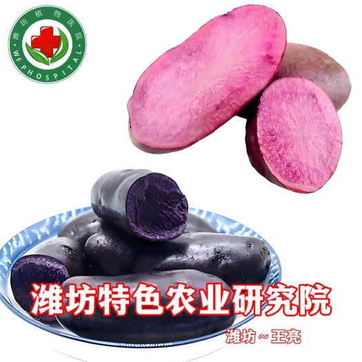 黑金刚土豆种子  【推荐】黑土豆脱毒原种