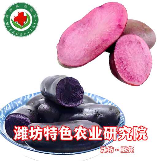 昌乐县黑金刚土豆种子  【推荐】黑土豆脱毒原种