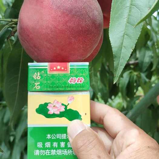 砀山县霞辉10号桃树苗