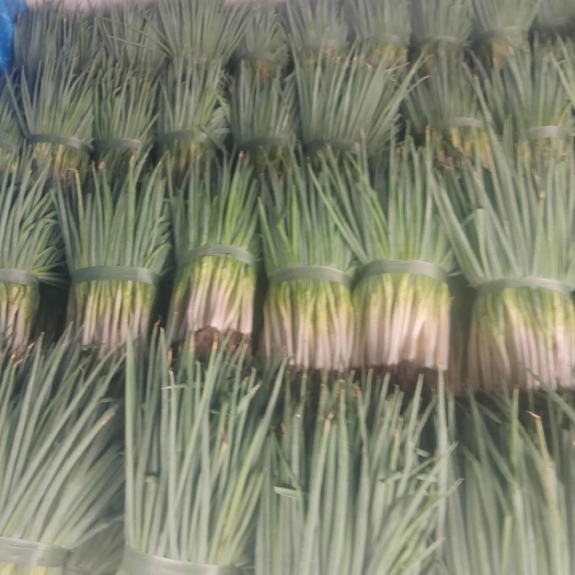 精品分葱已大量上市，需要的老板联系，常年有货