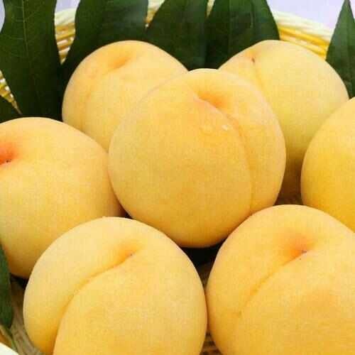 沂源县黄桃