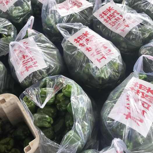 山西精品，圆椒，尖椒，大量上市，有需要的客户联系