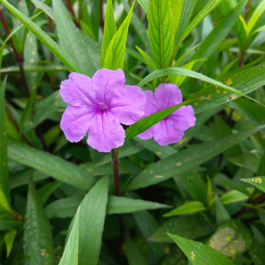 郴州翠芦莉