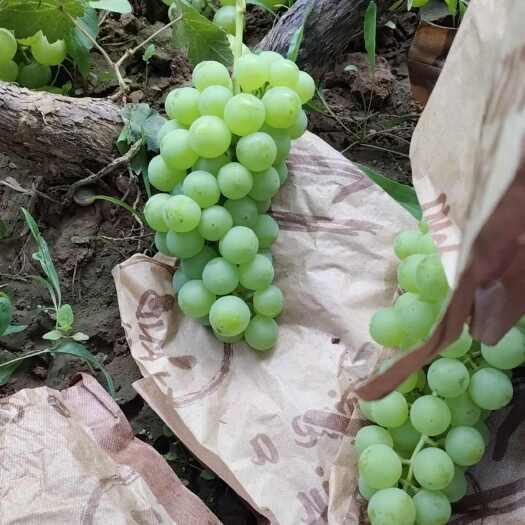 邯郸葡萄
