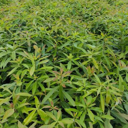 钦州木荷
