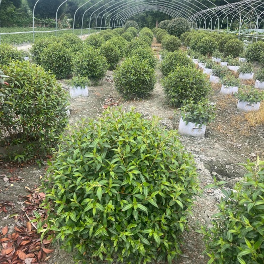 成都巴西牡丹球价格  成都牡丹批发 紫牡丹基地 成都牡丹