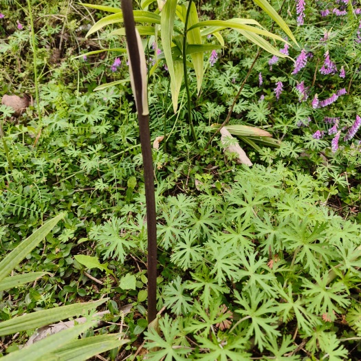 成都黄精