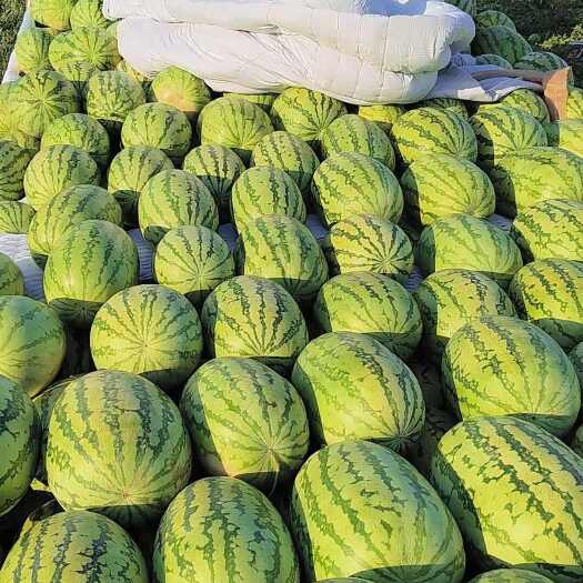 中卫宁夏石头瓜