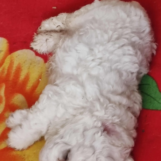  狗