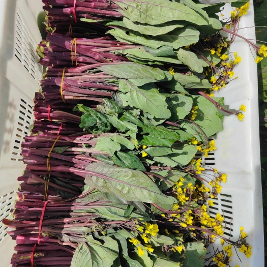 西宁红菜苔上市