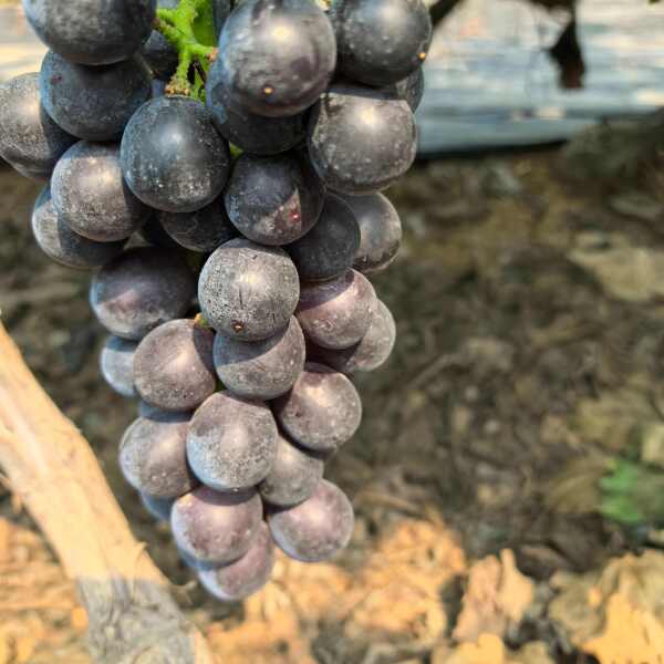 肉质夏黑大量上市，大量现货，欢迎新老客户前来采购。产地直发