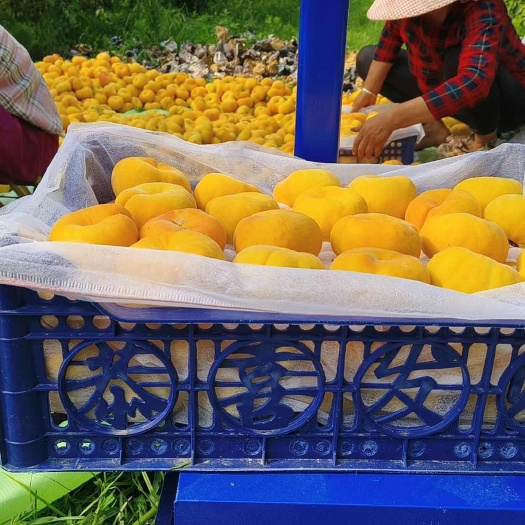 杞县蟠桃 黄蟠桃 黄毛蟠 精品毛蟠桃