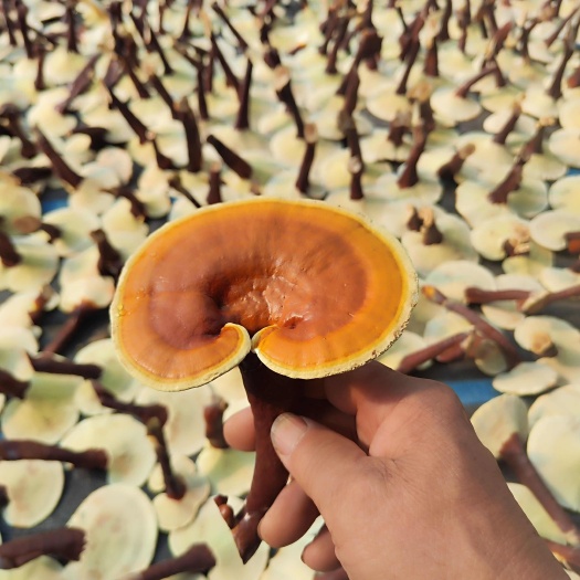 冠县赤芝 金边灵芝，赤芝金边，产地灵芝 观赏灵芝 食用灵芝，