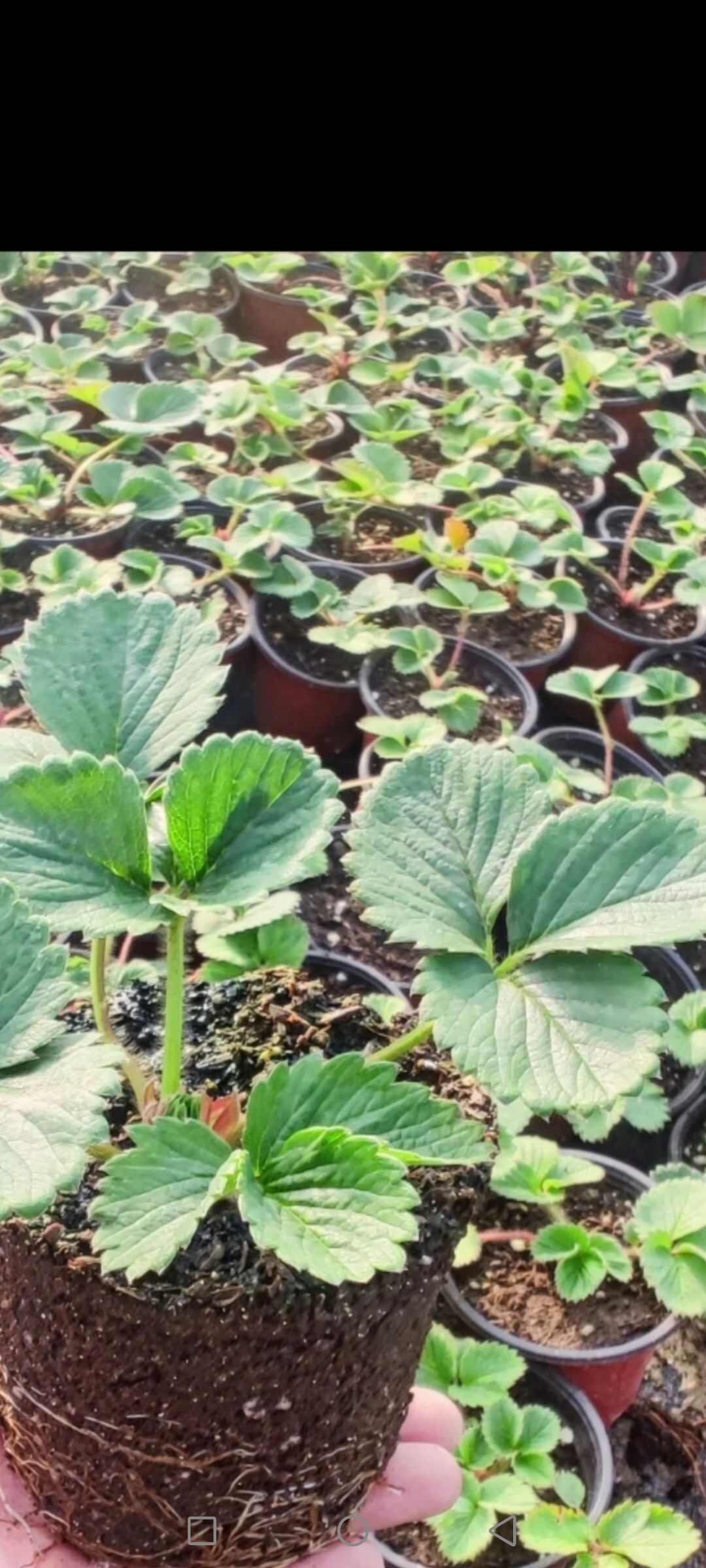 微量元素水溶肥 合力锌