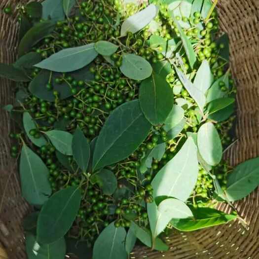 榕江县贵州高山高油质木姜子