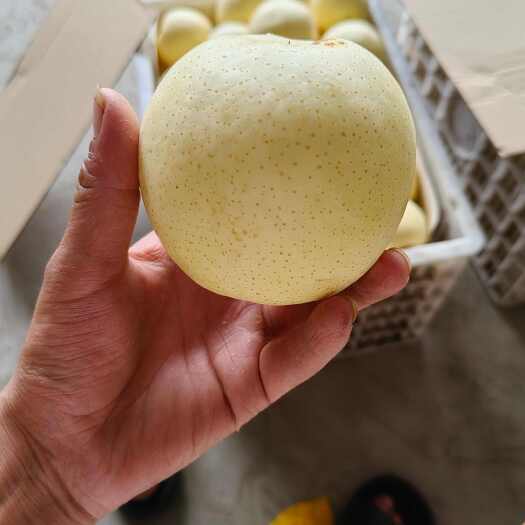 砀山县砀山梨，酥脆一号，翠玉，夏玉，皇冠梨