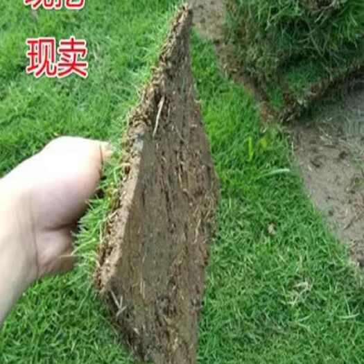 宁波马尼拉草皮大量供应，欢迎电话咨询