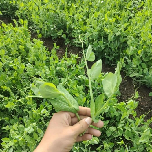 西宁豌豆苗豌豆尖各种规格现货