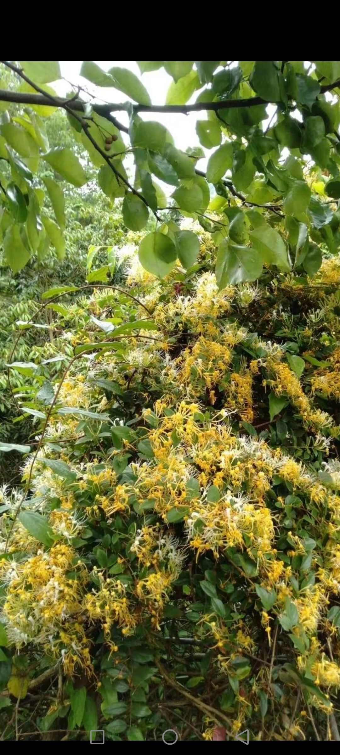 微量元素水溶肥 合力锌