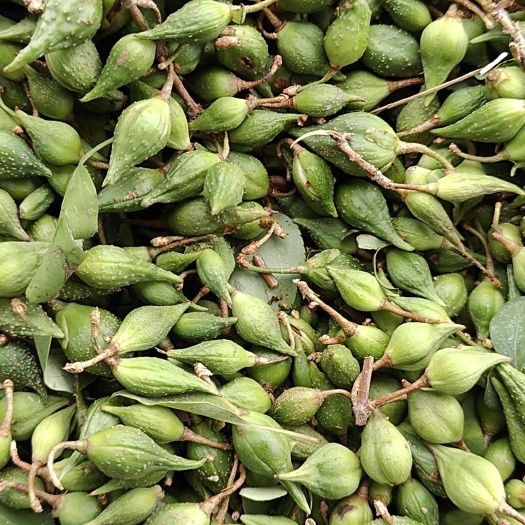 左权县烘干青翘挥发油2.4合格