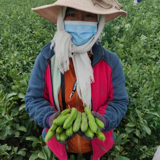 西宁新鲜蚕豆上市