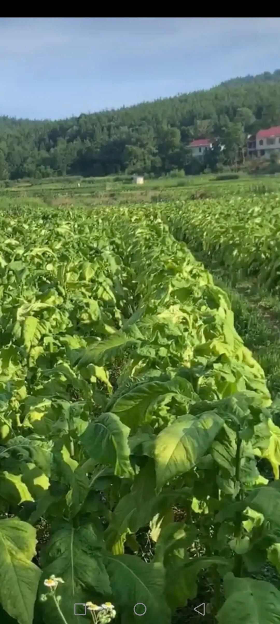 微量元素水溶肥 合力锌