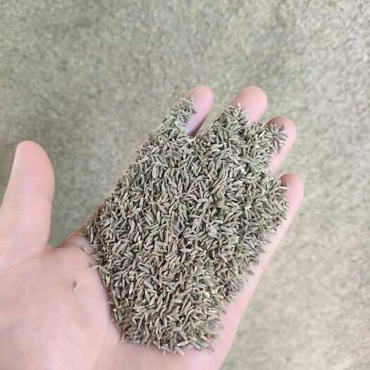 酒泉甘肃精品孜然，过风取石，