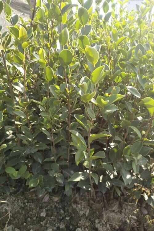 南京茶梅小苗庭院绿化小苗供应，欢迎电话咨询