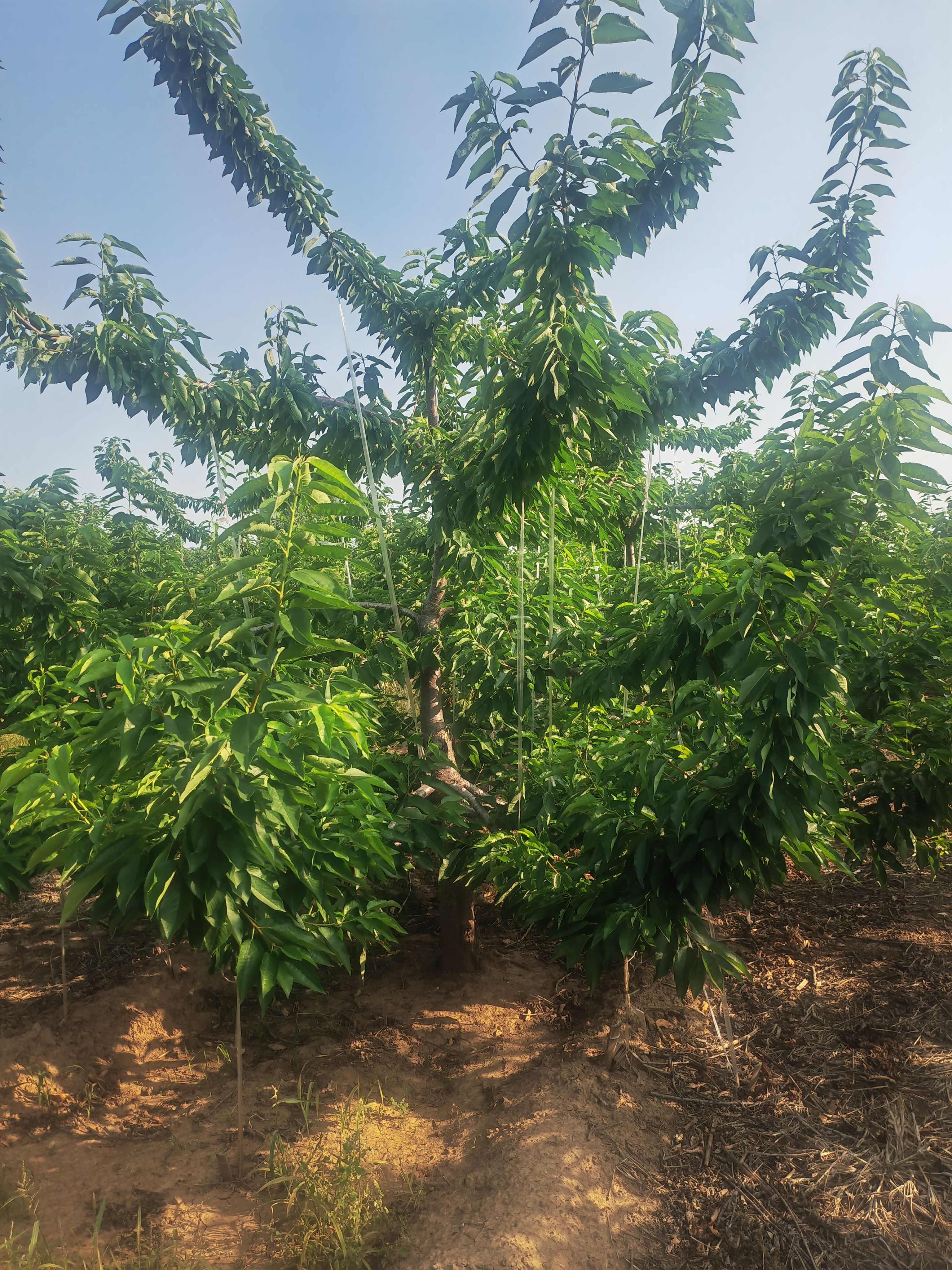 布鲁克斯樱桃树苗