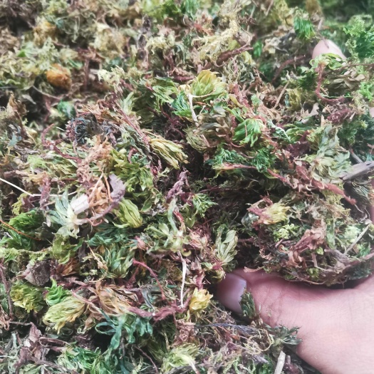 亳州回心草