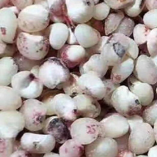 高粱