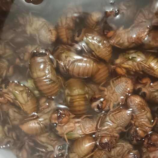 大荔县金蝉