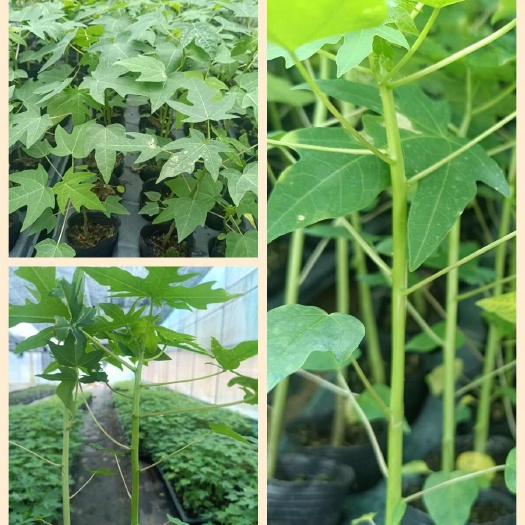 木瓜苗
