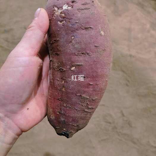 夏津县红瑶蜜薯