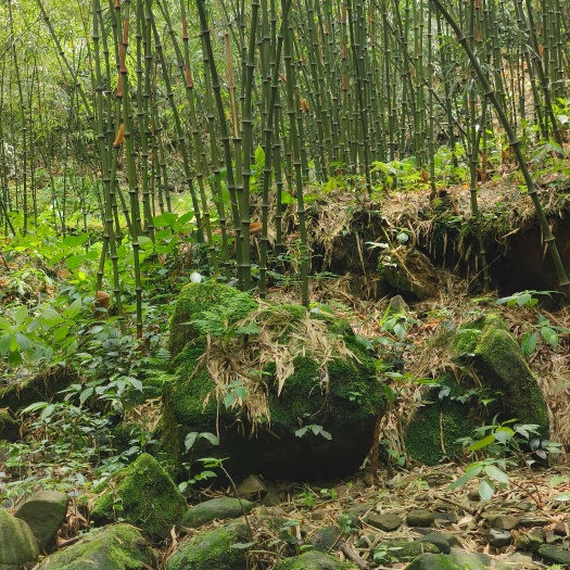 罗汉竹，筇竹，特色竹材，工艺品竹材，艺术品竹材