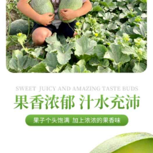 唐王古瓜