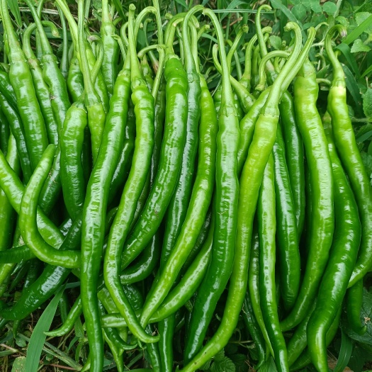 遵义贵州本地线椒大量上市，货源充足，欢迎咨询，量大价优
