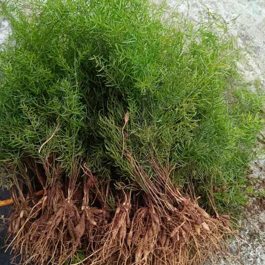 富川县天冬苗，百部苗，5个薯起