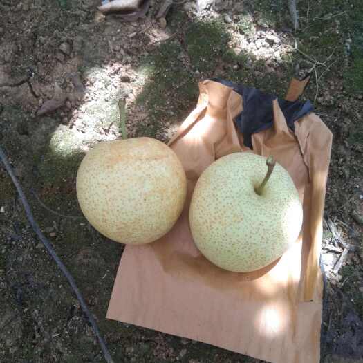 平乐县桂花梨，脆甜可口，果肉细嫩，规格:4至7两果均匀可佳