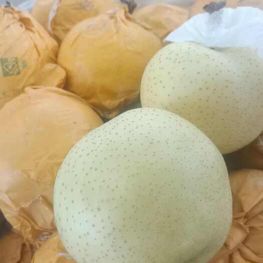 泗水县黄金梨