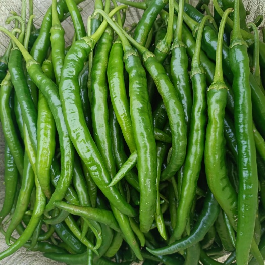 遵义贵州本地新线椒大量上市，货源充足，欢迎咨询，量大价优，