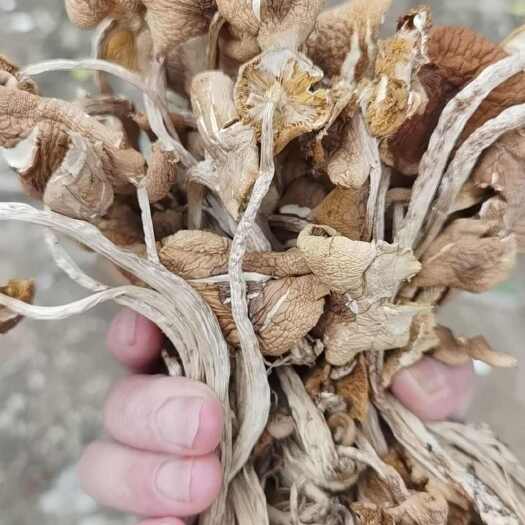 广昌县爆款广昌黄金开伞菇，茶树菇一手货源