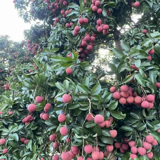 广州从化岭南佳果怀枝