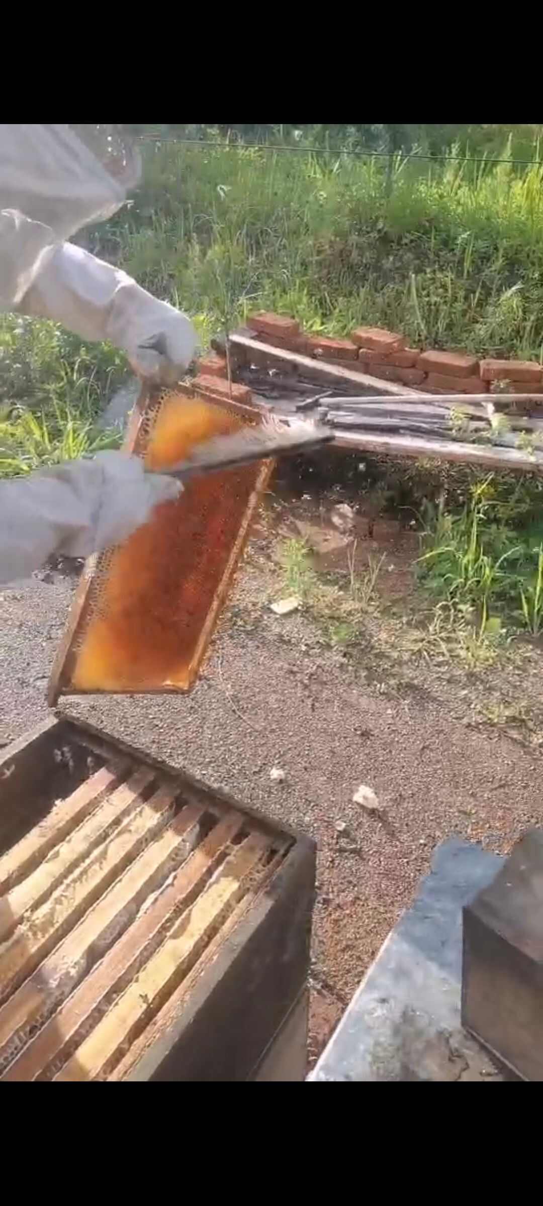 百花蜜好还是椴树蜜好(百花蜜好还是椴树蜜好?)