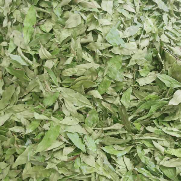 多穗柯甜茶茶叶大量供应 量大价优  质量保证