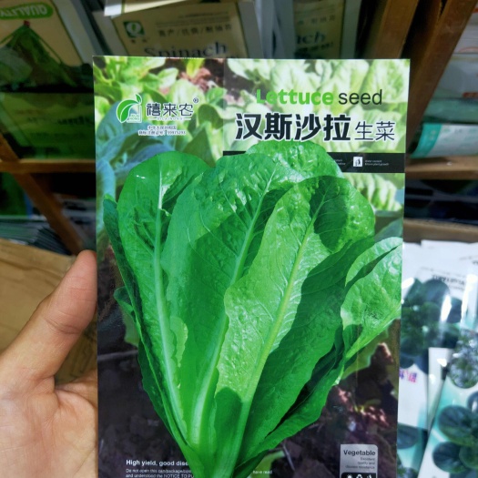 生菜种子 汉斯沙拉种子 特色蔬菜种子