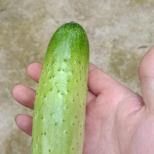 万源市黄瓜